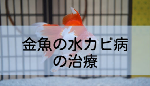 金魚の赤斑病の治療方法 赤斑病を完治させて金魚を元気に育てよう 金魚キングダム Kingyo Kingdom