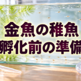 金魚の稚魚を迎える準備｜孵化前にそろえる容器・餌・掃除用品のアイキャッチ画像