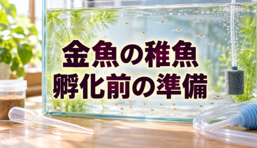 金魚の稚魚を迎える準備｜孵化前にそろえる容器・餌・掃除用品