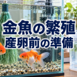金魚の繁殖準備｜産卵前にそろえる水槽・産卵床と親魚の管理のアイキャッチ画像
