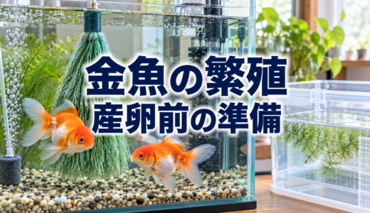 金魚の繁殖準備｜産卵前にそろえる水槽・産卵床と親魚の管理