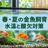 春・夏の金魚飼育｜水温上昇・酸欠・餌の増やし方に注意のアイキャッチ画像