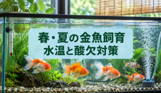 春・夏の金魚飼育｜水温上昇・酸欠・餌の増やし方に注意