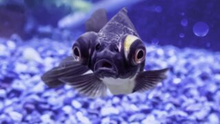 金魚メディア 金魚キングダム