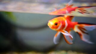 金魚の転覆病の特徴 症状と治療方法 金魚の転覆病を克服しよう 金魚キングダム