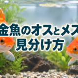 金魚のオスとメスの見分け方｜追い星・体型・生殖孔を確認のアイキャッチ画像