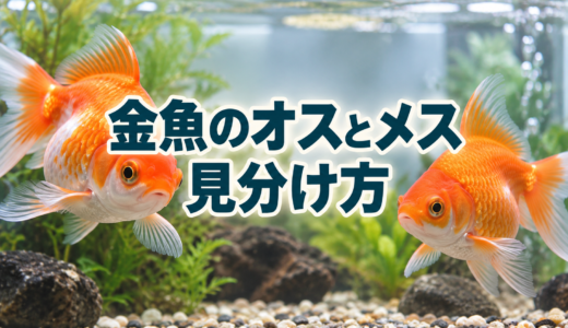 金魚のオスとメスの見分け方｜追い星・体型・生殖孔を確認
