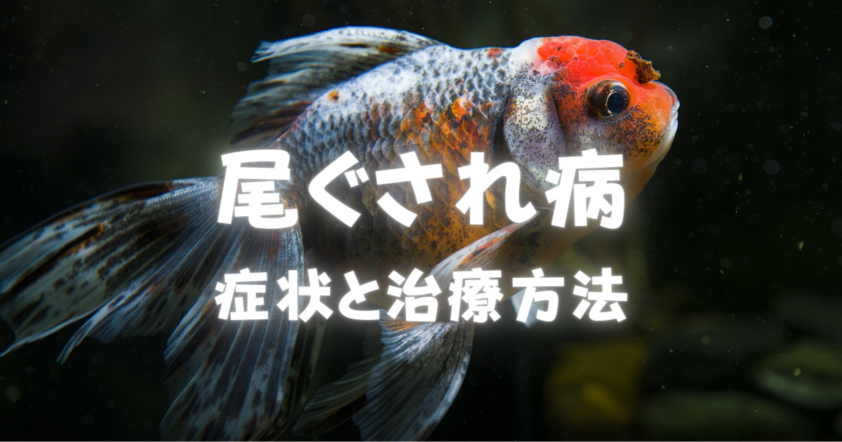 金魚の尾ぐされ病の症状と治療法 原因と対策もご紹介 金魚キングダム Kingyo Kingdom