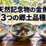 天然記念物の金魚3種｜土佐錦魚・地金・いづもナンキンの特徴のアイキャッチ画像