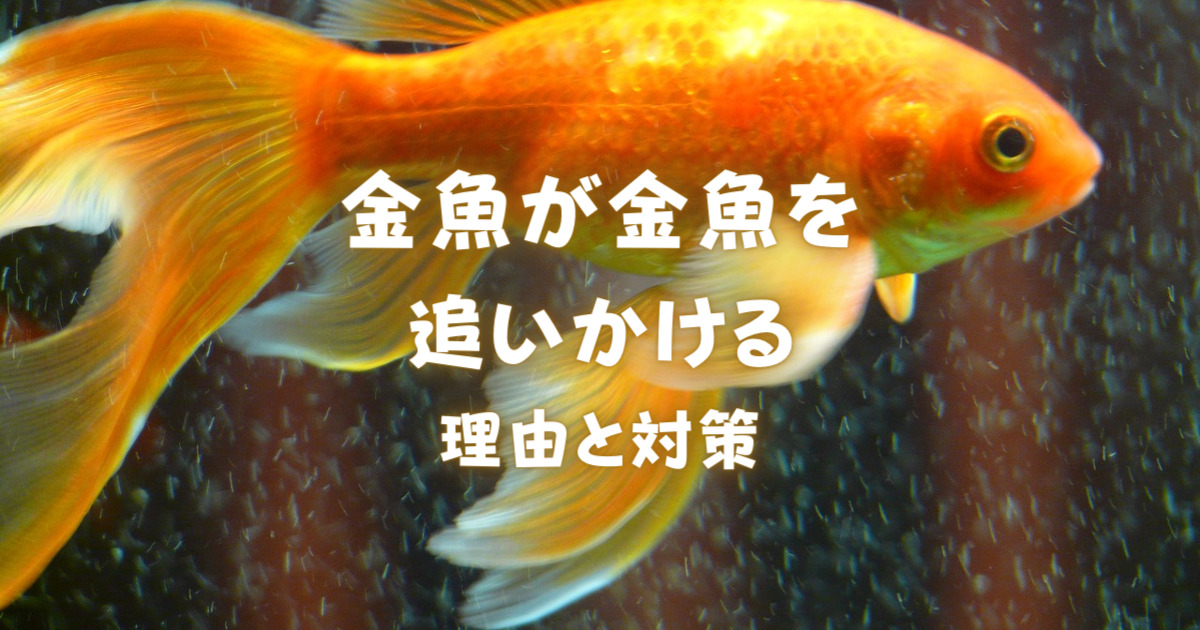 金魚 が 金魚 を 追いかける