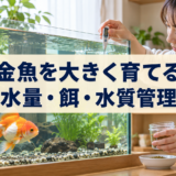 金魚を大きく育てる方法｜水量・餌・水質管理のポイントのアイキャッチ画像