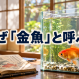 金魚はなぜ「金魚」と呼ぶ？名前の由来と歴史を資料からたどるのアイキャッチ