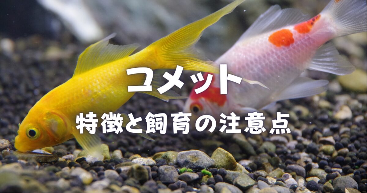 コメットの特徴と飼育のポイントについて|歴史も合わせてご紹介! | 金魚キングダム|Kingyo Kingdom