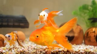 金魚の病気のサインとは 金魚の病気の見分け方と病気の種類について 金魚キングダム