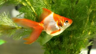金魚の白点病の症状と治療法 原因を把握して完治させよう 金魚キングダム