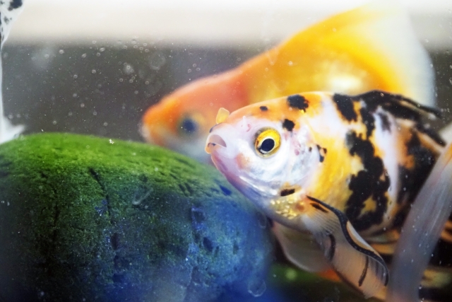 金魚の穴あき病の症状と治療方法 早期発見と適切な治療で金魚の命を救おう 金魚キングダム Kingyo Kingdom