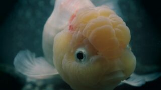 金魚のイカリムシ症の症状と治療方法 ポイントは2回以上の薬浴 金魚キングダム 金魚のイカリムシ症の症状と治療方法 ポイントは2回以上の薬浴 金魚キングダム