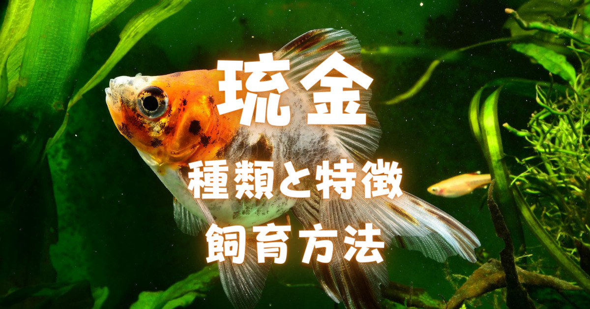 琉金の種類と特徴 飼育方法 琉金を大きく健康に育てよう 金魚キングダム Kingyo Kingdom