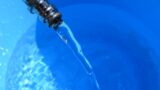 金魚のウオジラミの症状と治療方法 適切に駆除して快適な金魚ライフを 金魚キングダム
