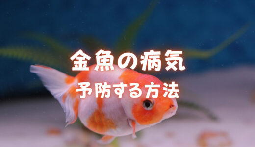 金魚の病気を予防する方法｜病気を予防して金魚を元気に育てよう！