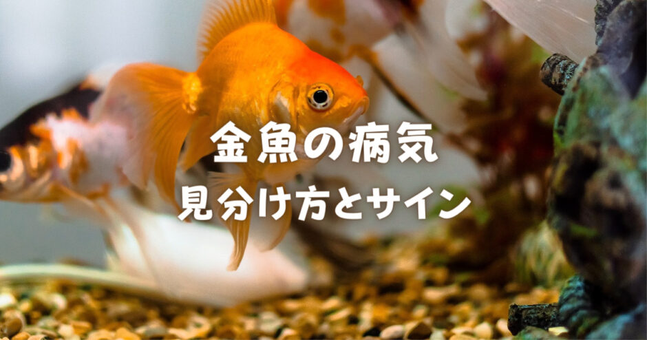 金魚の病気の金魚の病気の見分け方とサインについて