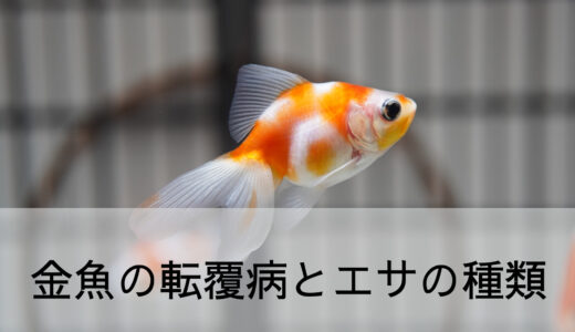 金魚の転覆病とエサの種類について 転覆病は普段のエサから見直そう 金魚キングダム Kingyo Kingdom