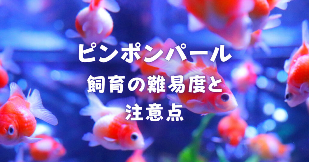 ピンポンパールの飼育の難易度と注意点 ゆっくり丁寧に 大きく育てよう 金魚キングダム Kingyo Kingdom