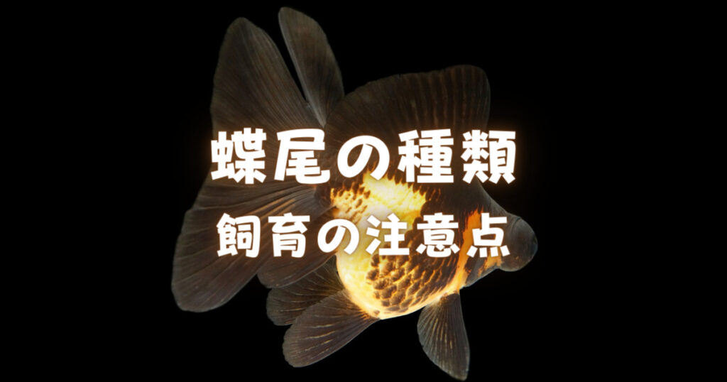 蝶尾の種類と特徴 飼育の注意点について 出目金との違いもご紹介 金魚キングダム Kingyo Kingdom