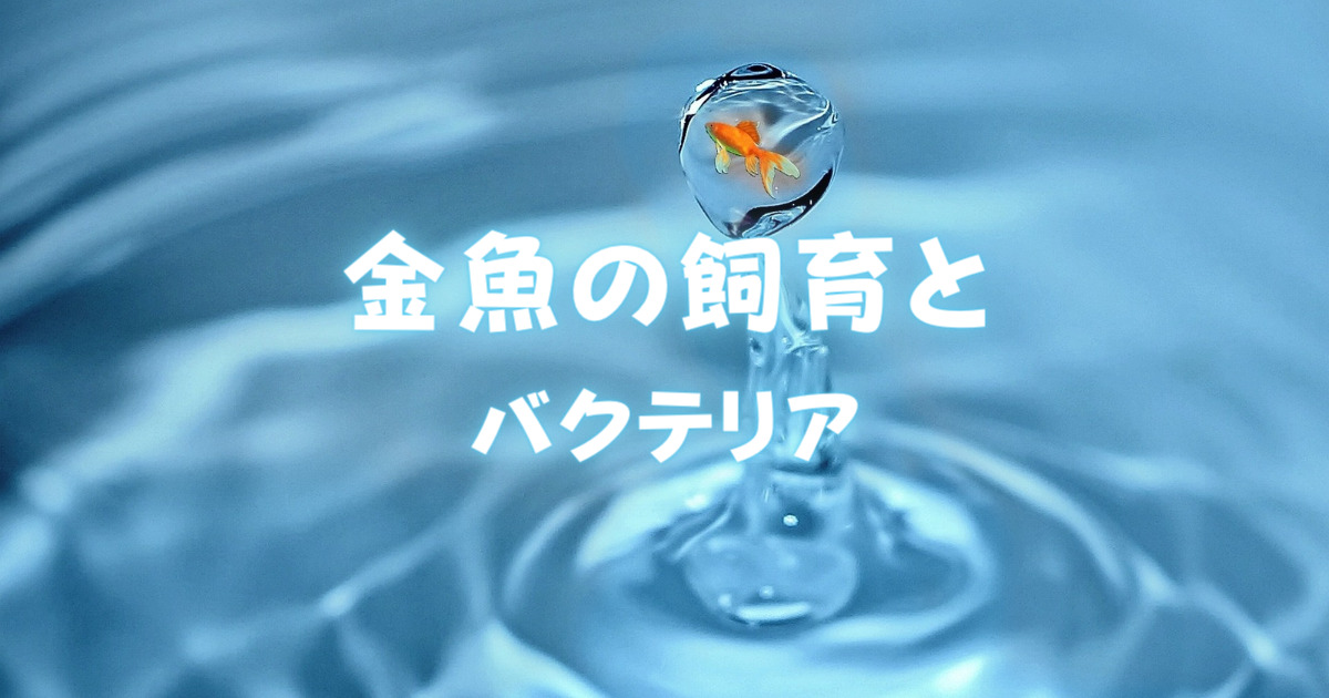 金魚の飼育とバクテリアについて バクテリアの働きを理解して飼育を快適に 金魚キングダム Kingyo Kingdom