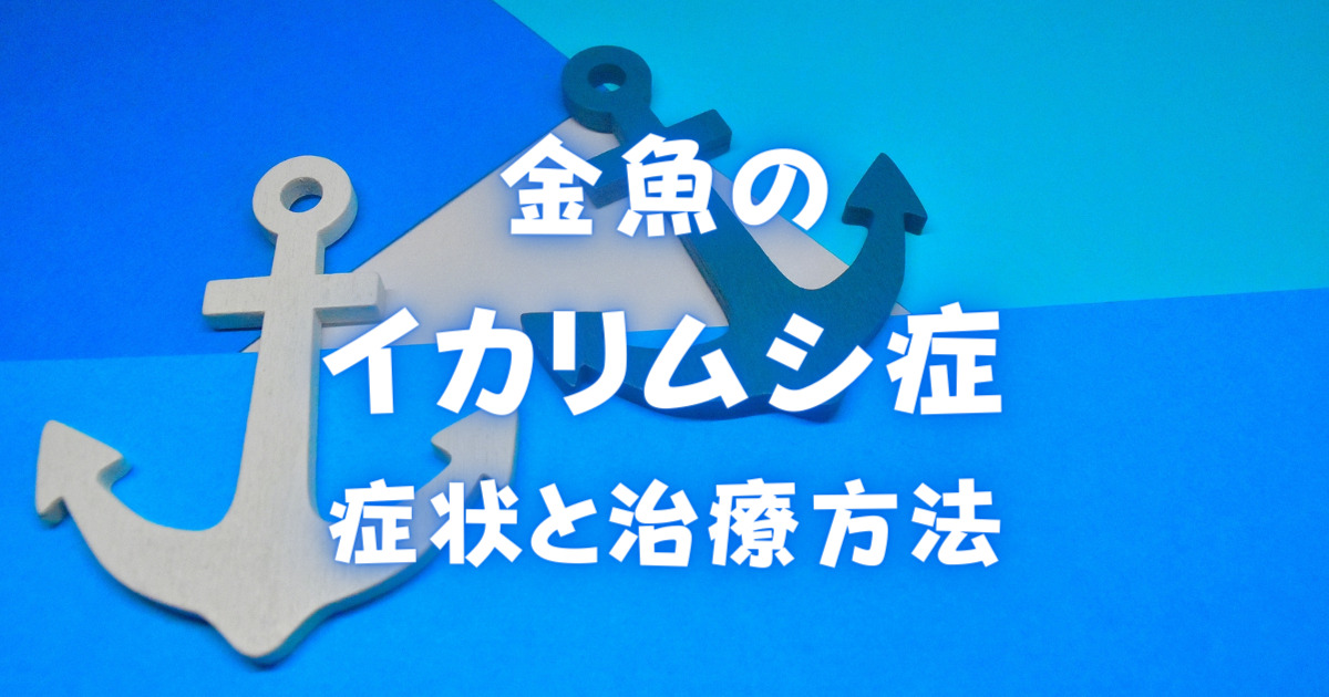 金魚のイカリムシ症の症状と治療方法 ポイントは2回以上の薬浴 金魚キングダム Kingyo Kingdom