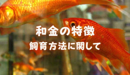 和金の特徴と飼育方法をご紹介｜金魚すくいの金魚の正体とは