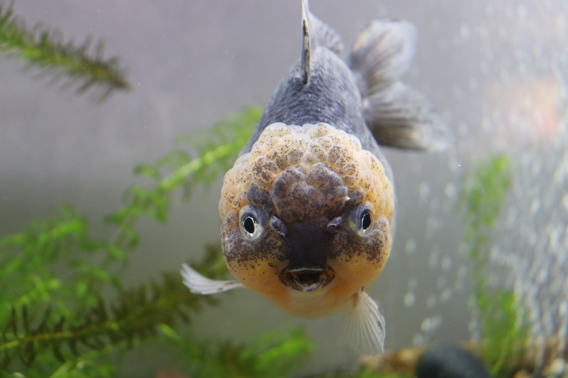 金魚の転覆病と消化不良 腸の調子を整えよう 金魚キングダム Kingyo Kingdom