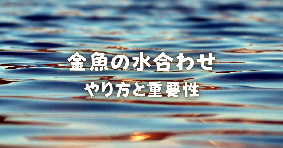 金魚の水合わせのやり方と重要性 お迎えや移動に必須の技術とは 金魚キングダム Kingyo Kingdom