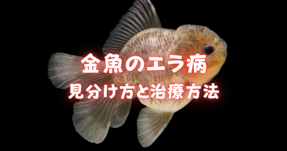 金魚のエラ病の見分け方と治療方法 塩浴と薬浴で治療しよう 金魚キングダム Kingyo Kingdom