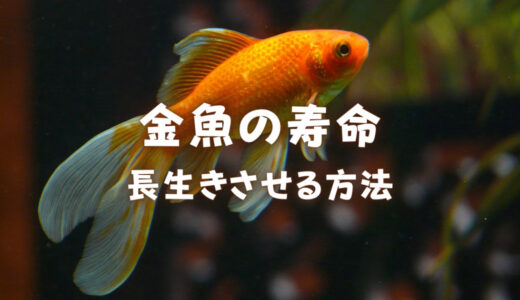 金魚の寿命は何年？種類別の寿命と寿命を延ばす方法｜ポイントは飼育環境！