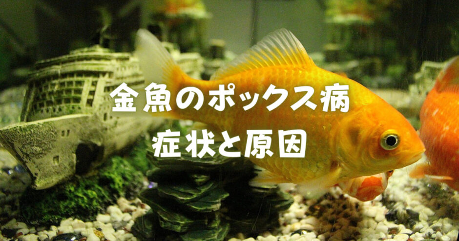 金魚のポックス病