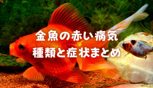 金魚の赤い病気まとめ｜赤い病気は危険！種類や症状、治療方法をご紹介！