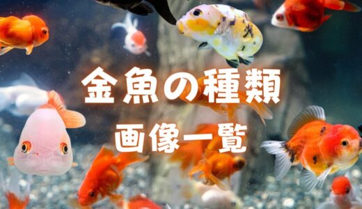 【人気順】金魚の種類一覧｜画像と特徴をご紹介！