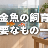 金魚の飼育に必要なもの一覧｜初めてそろえる用品と選び方