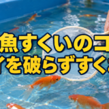 金魚すくいのコツ6つ｜ポイの使い方と持ち帰る前の準備のアイキャッチ画像
