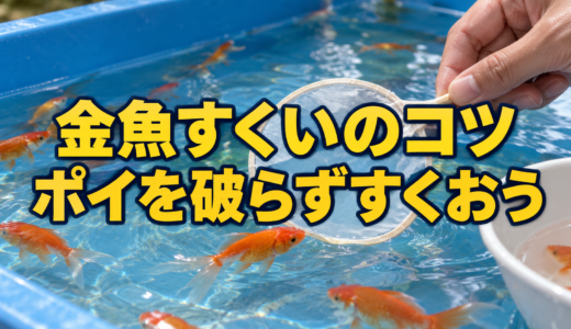 金魚すくいのコツ6つ｜ポイの使い方と持ち帰る前の準備