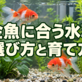 金魚に合う水草4種類｜選び方・入れ方と食べられるときの対策のアイキャッチ画像