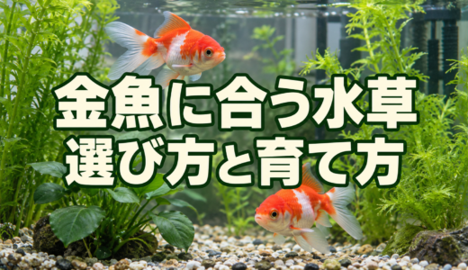 金魚に合う水草4種類｜選び方・入れ方と食べられるときの対策