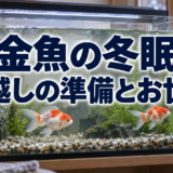 金魚の冬眠は必要？冬越しの準備と餌・水換えの考え方