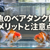 金魚のベアタンク飼育｜メリット・注意点と始め方のアイキャッチ画像