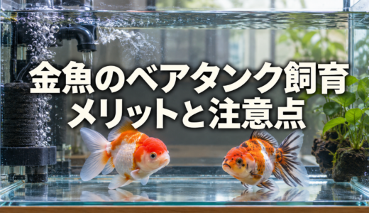 金魚のベアタンク飼育｜メリット・注意点と始め方