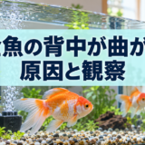 金魚の背中が曲がる原因は？観察ポイントと飼育環境の見直しのアイキャッチ画像