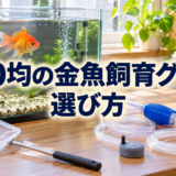 100均の金魚飼育グッズ｜使える用品と専用品を選ぶ基準のアイキャッチ画像