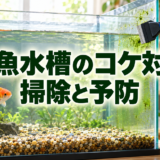 金魚水槽のコケ対策｜種類別の掃除方法と増やさない予防のアイキャッチ画像