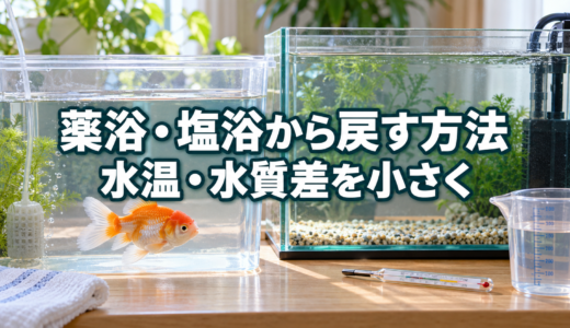 金魚を薬浴・塩浴から戻す方法｜水温・水質差を小さくする手順
